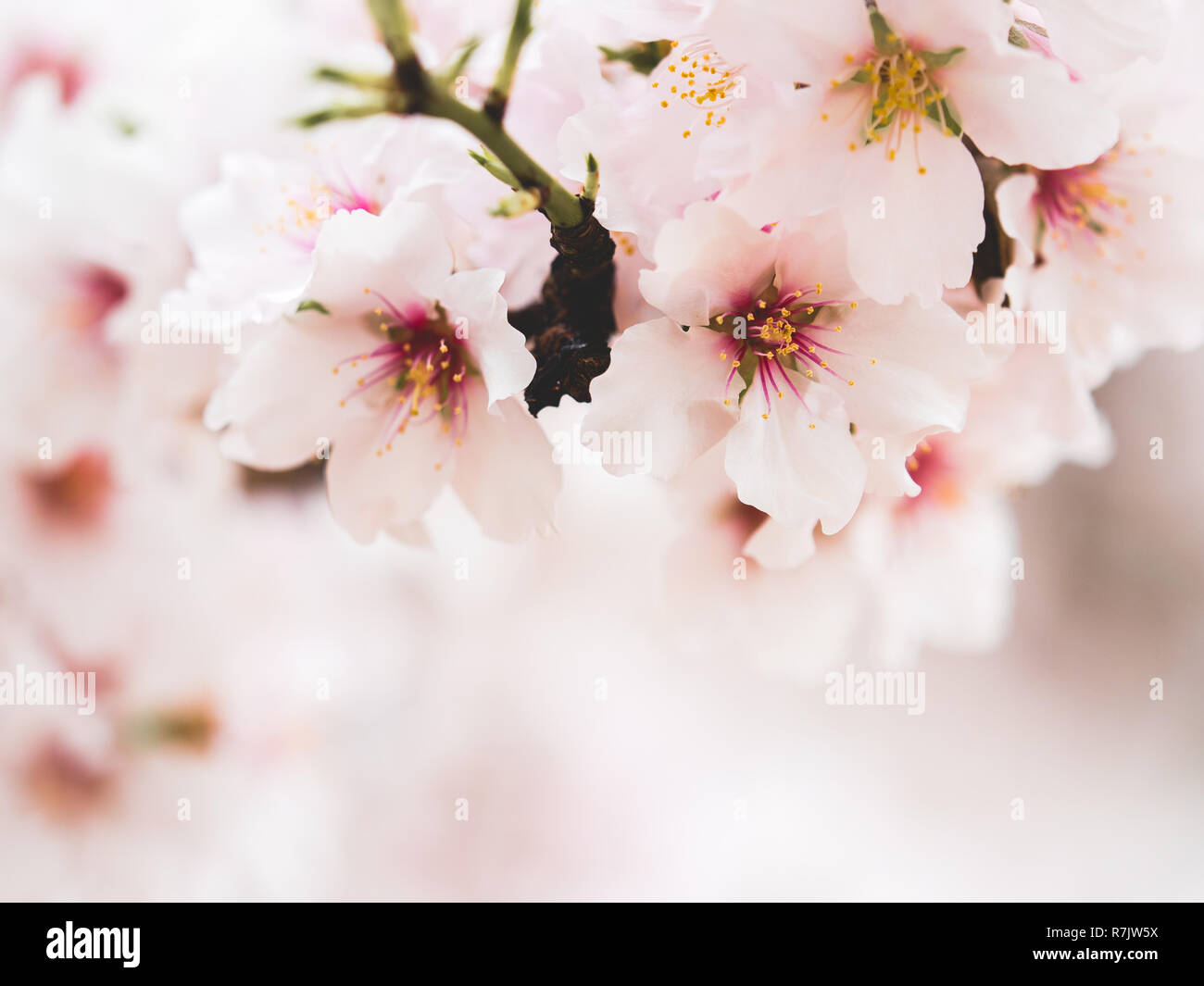 Fioritura, alberi da frutto in fiore nella regione di Murcia tra cui peschi e mandorli. Foto Stock