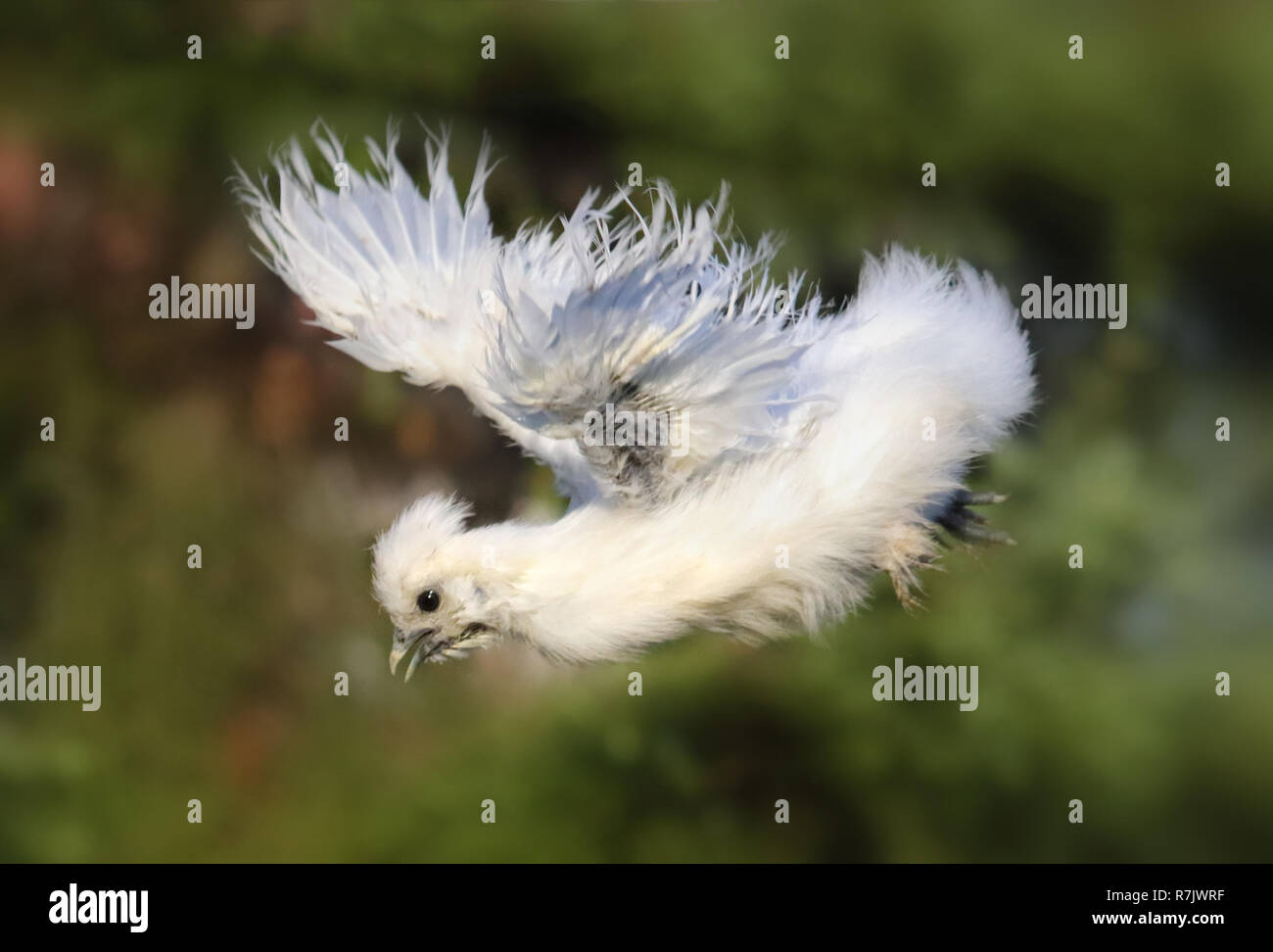 Flying pollo bianco Foto Stock