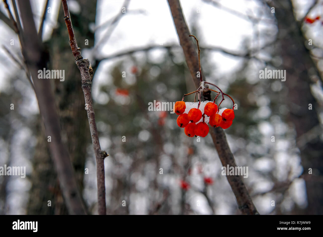 Bacche rosse coperte da rime frost close up Foto Stock