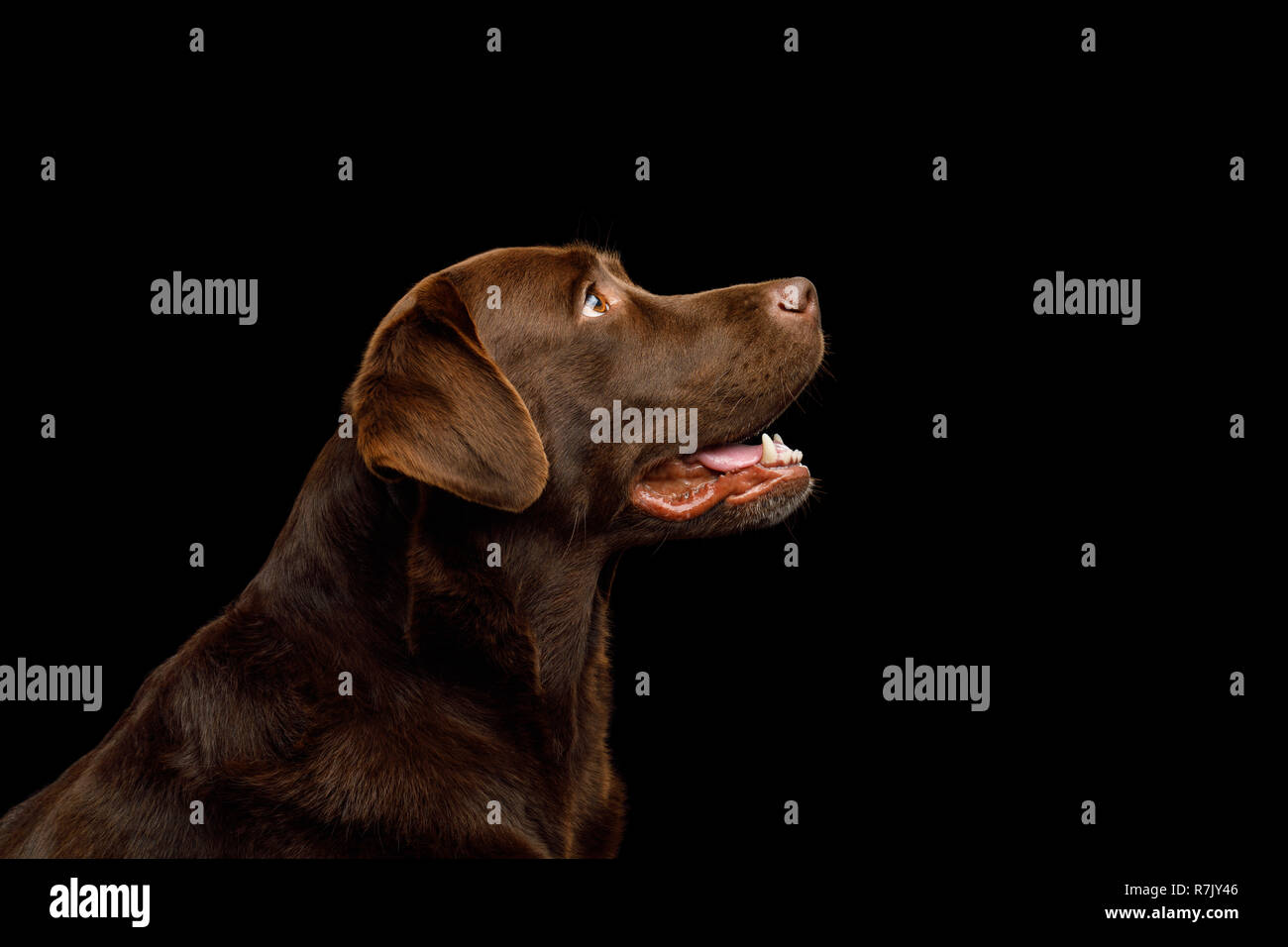 Divertente Ritratto di Felice Labrador retriever cane cercando su isolati su sfondo nero, vista di profilo Foto Stock