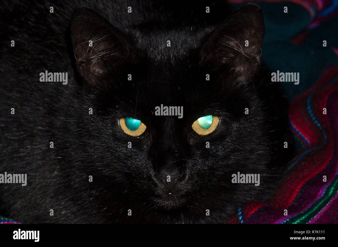 Nero gatto di casa, felis catus, faccia con incandescente gli occhi verdi Foto Stock