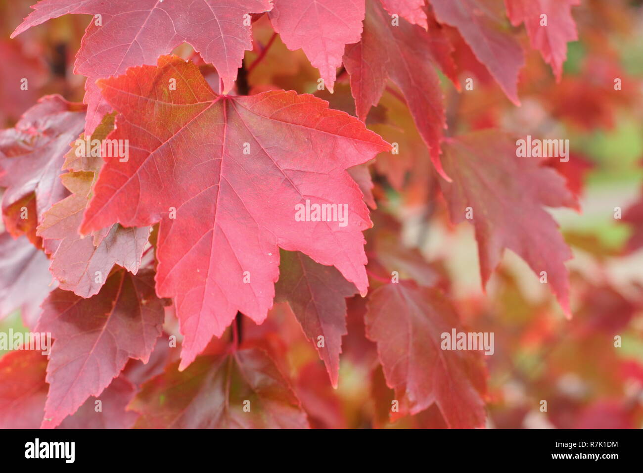 Acer rubrum 'Brandywine'. Brandywine rosso acero che mostra i colori autunnali, UK. Foto Stock