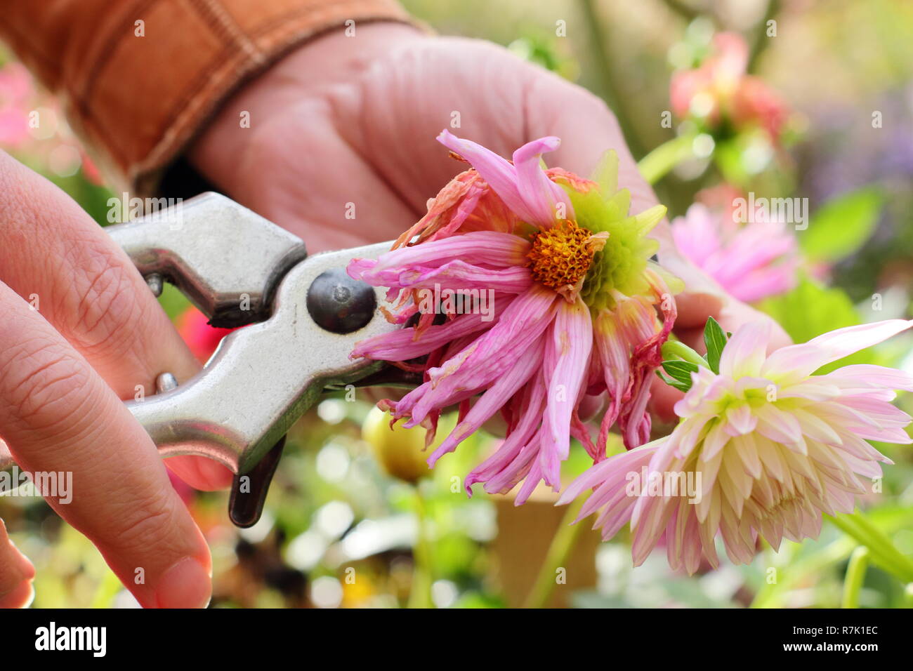 Deadheading dalie con secateurs in un giardino di autunno confine, REGNO UNITO Foto Stock