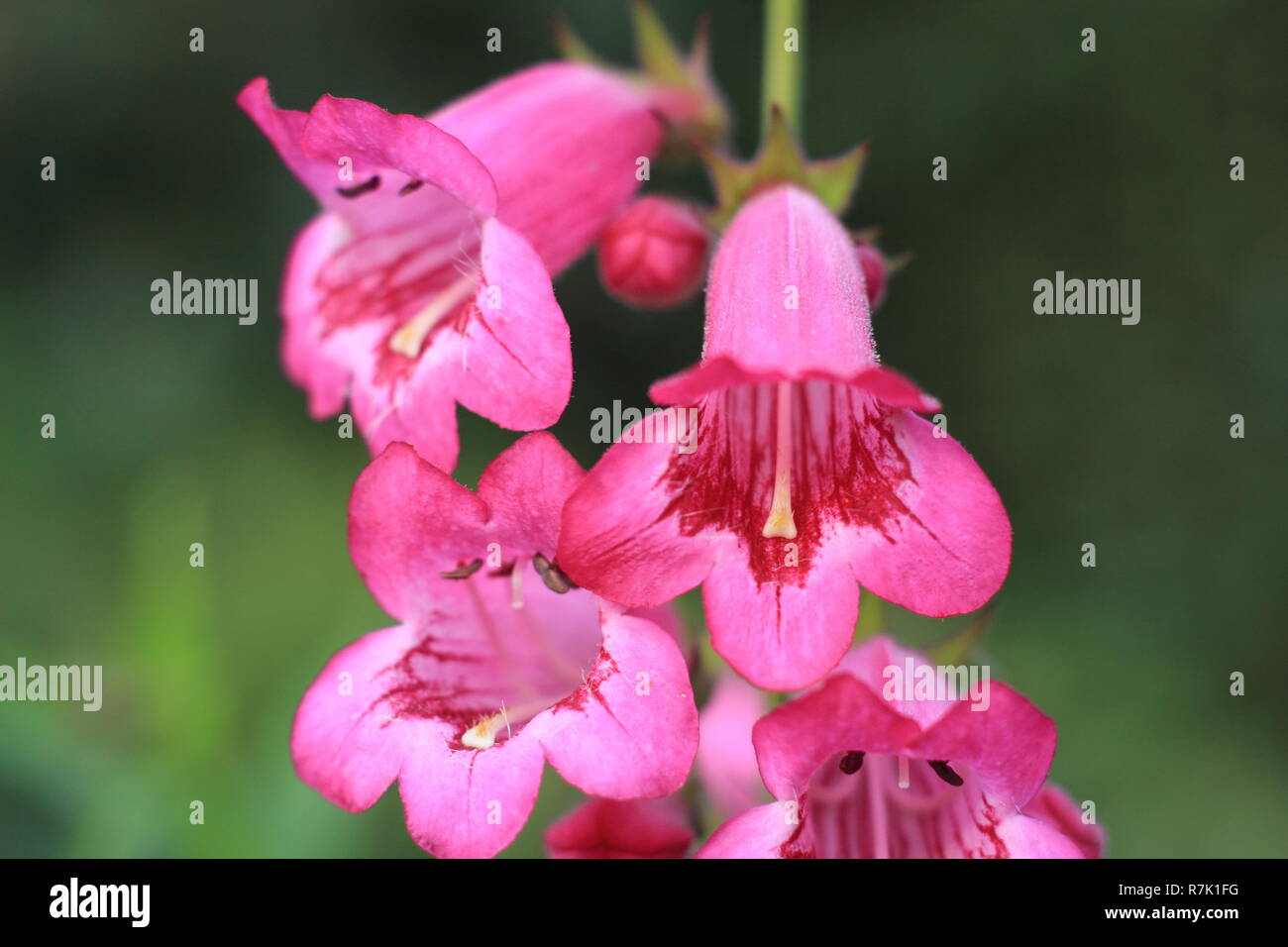 Penstemon Pensham 'appena Jayne', fioriture di Penstemon Pensham serie 'appena Jayne' in un giardino d'autunno. Ottobre, REGNO UNITO Foto Stock