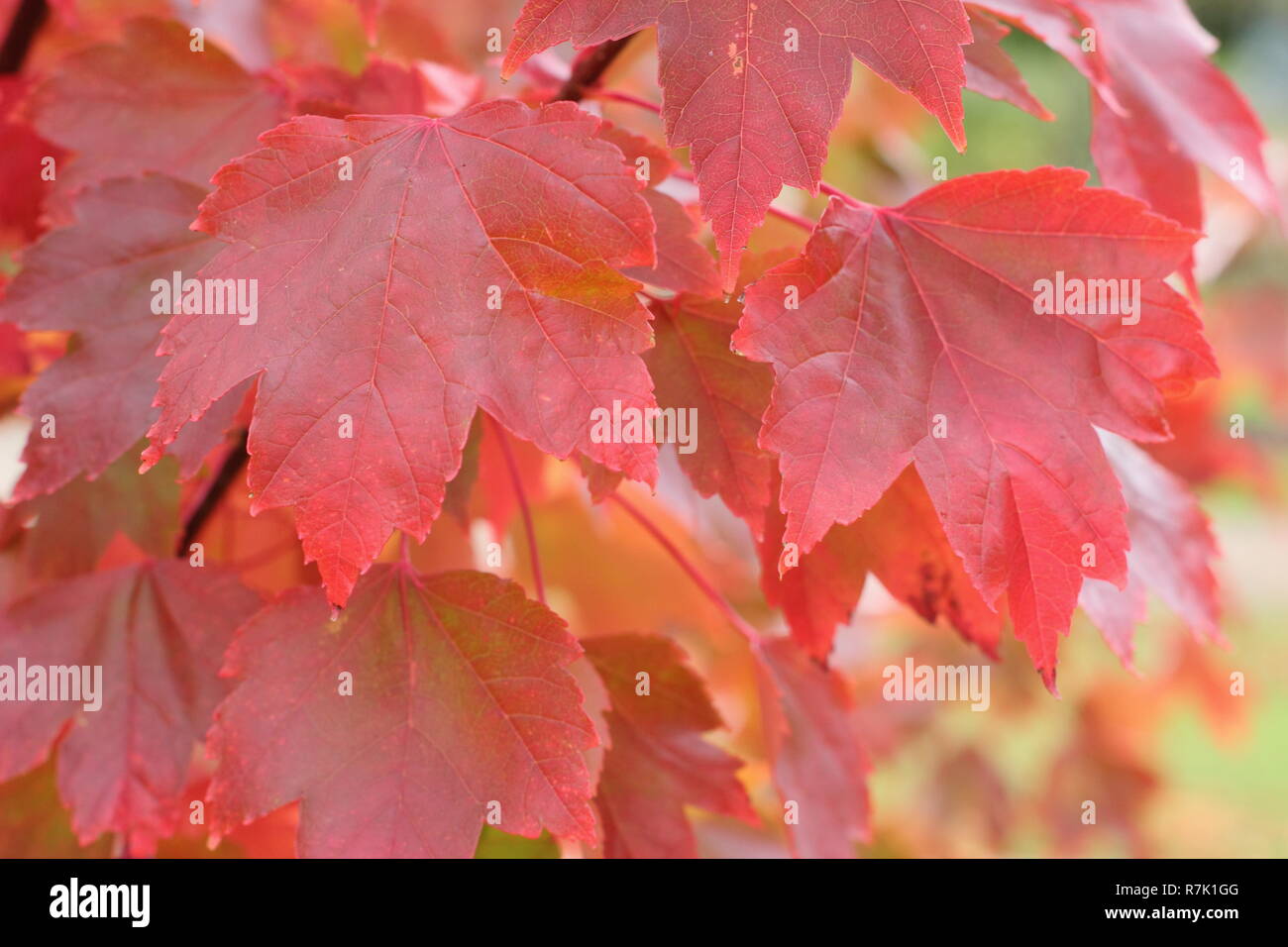 Acer rubrum 'Brandywine'. Brandywine rosso acero che mostra i colori autunnali, UK. Foto Stock