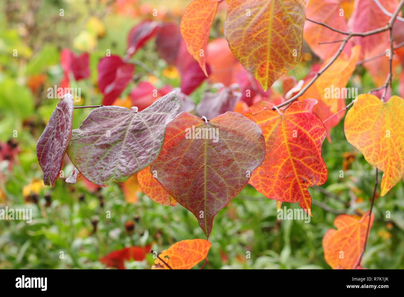 Cercis canadensis. Forest pansy tree, chiamato anche American redbud, visualizzazione di foglie di autunno in un giardino inglese, REGNO UNITO Foto Stock