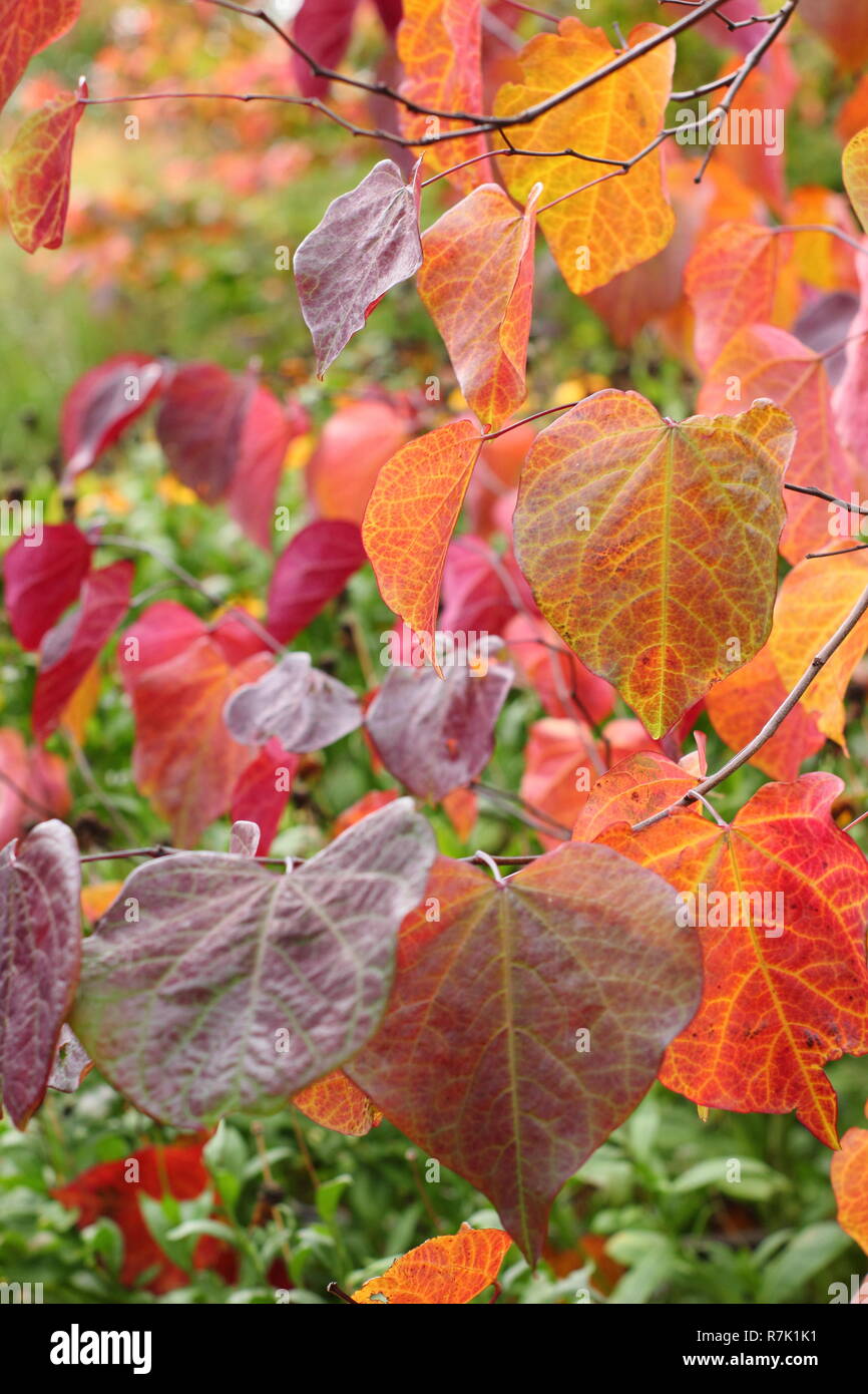 Cercis canadensis. Forest pansy tree, chiamato anche American redbud, visualizzazione di foglie di autunno in un giardino inglese, REGNO UNITO Foto Stock