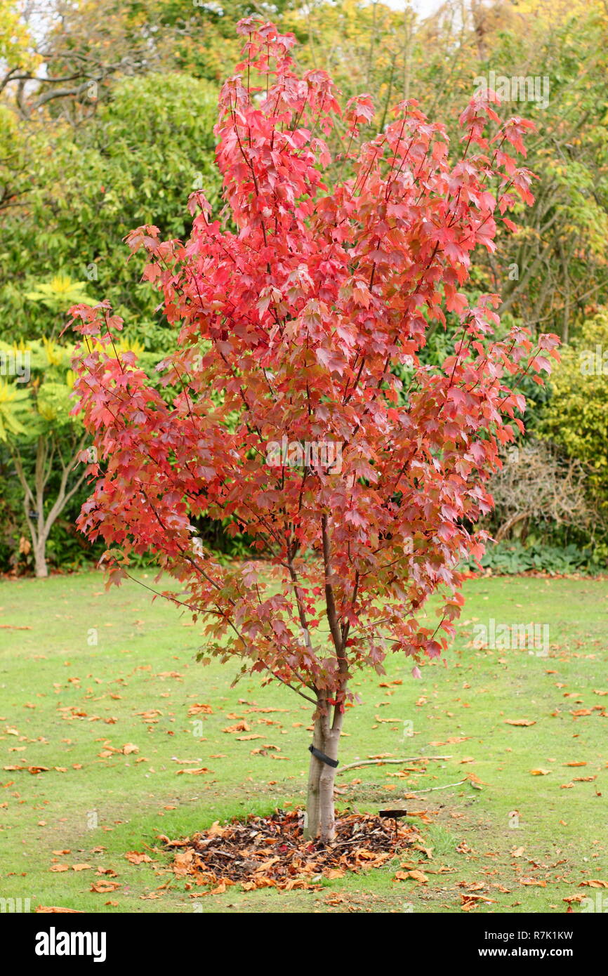 Acer rubrum 'Brandywine'. Brandywine rosso acero che mostra i colori autunnali, UK. Foto Stock