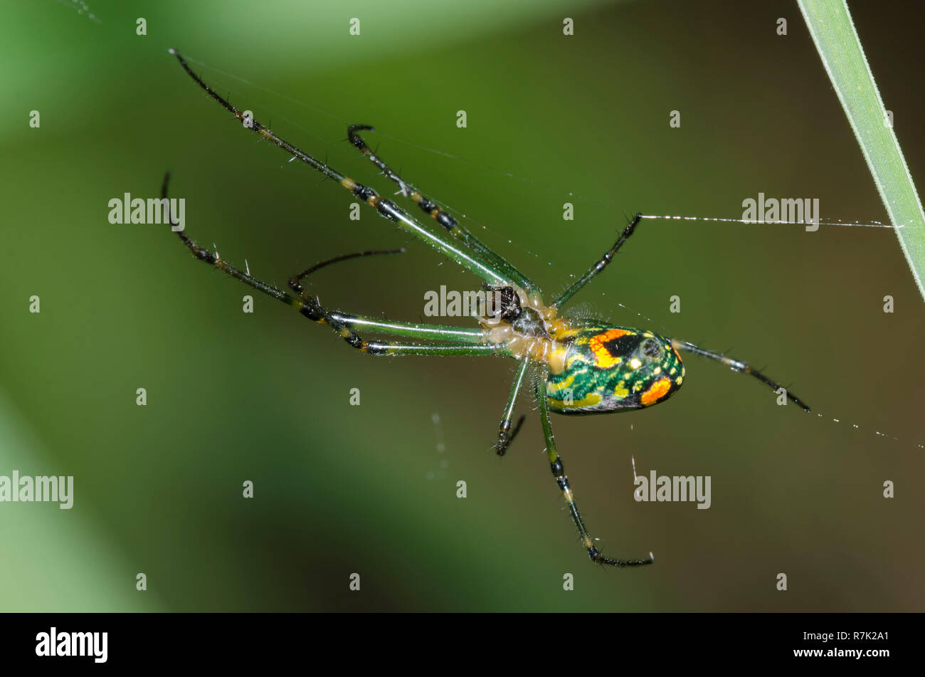 Orchard Orbweaver, venusta Leucauge Foto Stock