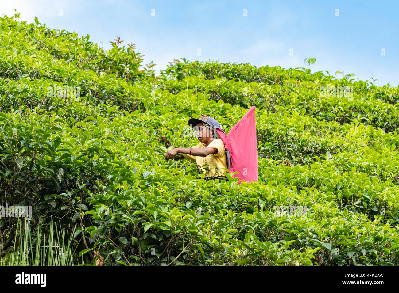 Il tè spiumatura su Plantation, vicino Talawakele, Sri Lanka Foto Stock