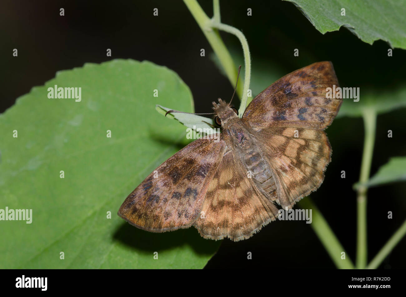 Marrone-nastrare Skipper, Timochares ruptifasciata, femmina Foto Stock