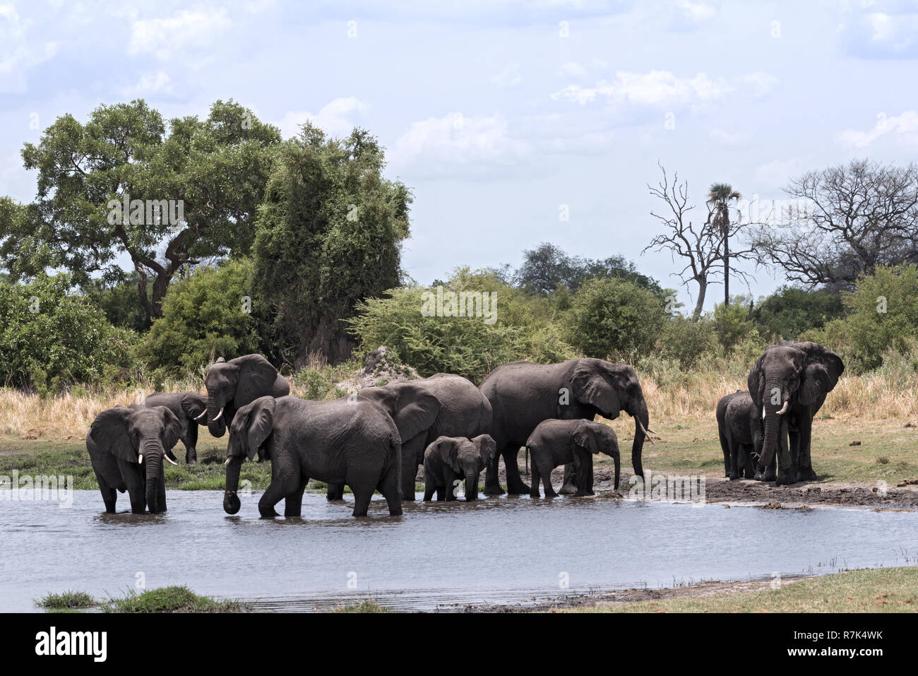 Elephant group tenendo bagno e bere a waterhole in Moremi Game Reserve, Botswana Foto Stock