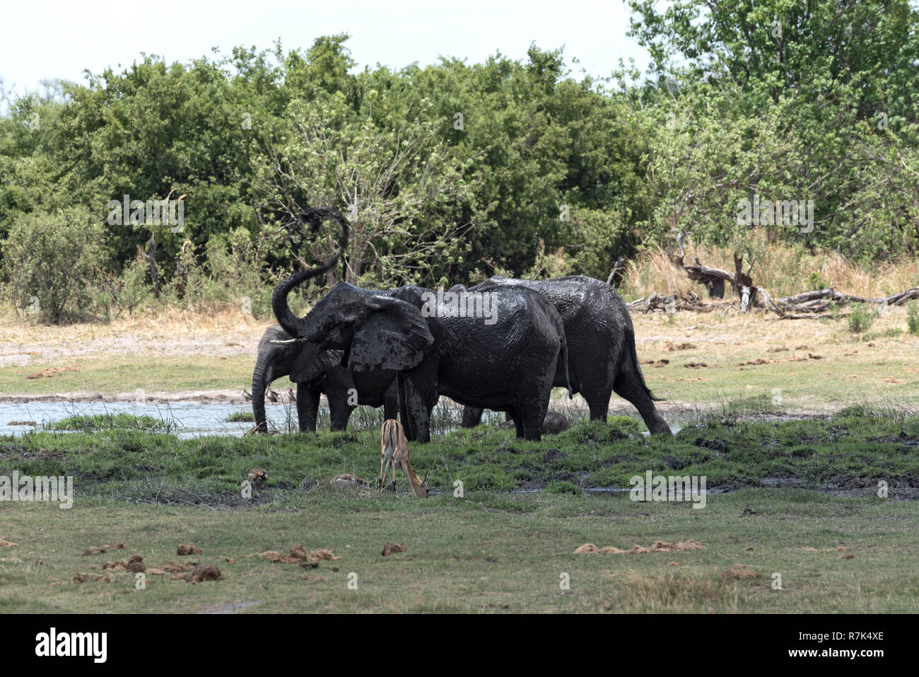 Elephant group tenendo bagno e bere a waterhole in Moremi Game Reserve, Botswana Foto Stock