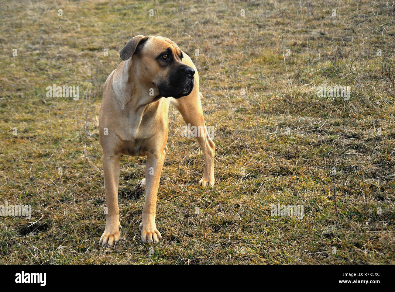 Una Femmina Di Cane Corso Il Corso Razza Di Cani è La Più Antica D