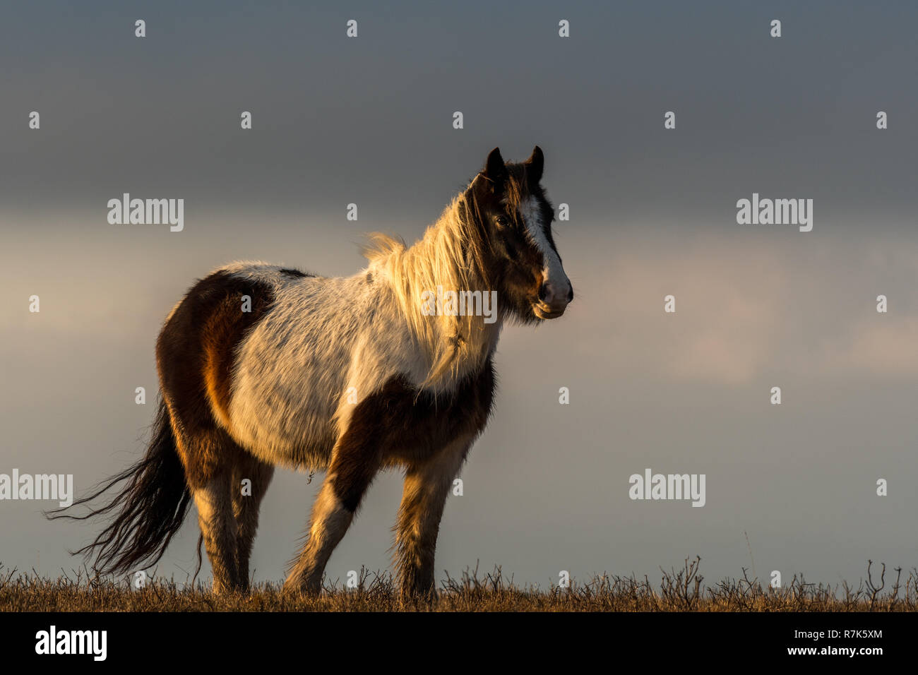 Welsh pony di montagna Foto Stock