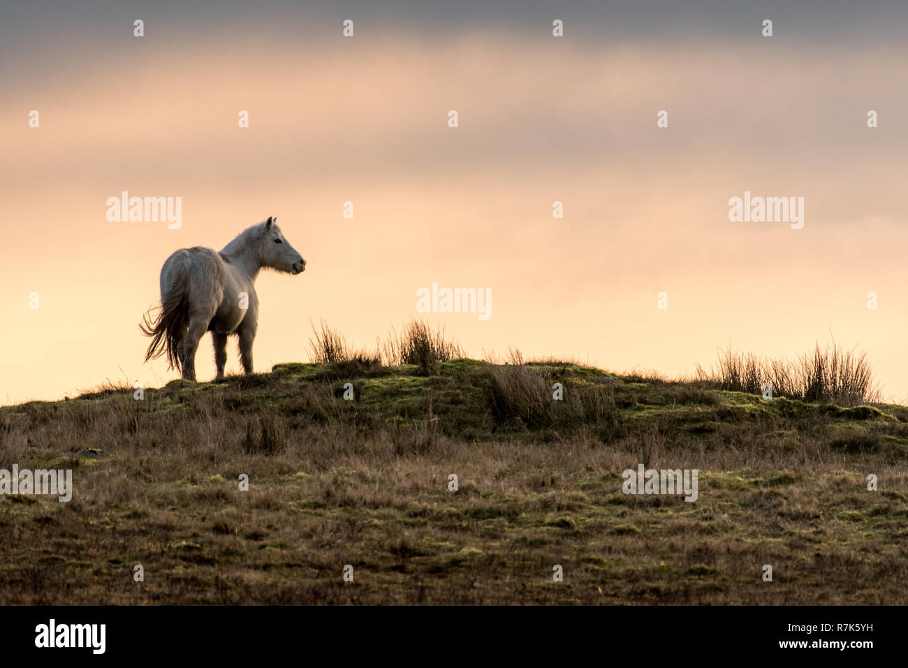 Welsh pony di montagna Foto Stock