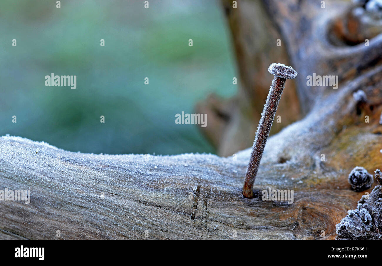 chiodo arrugginito bloccato in un legno su un tempo freddo e congelato Foto Stock