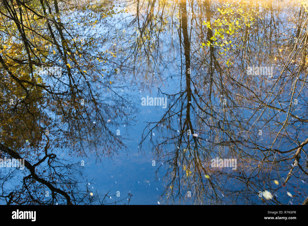 Reflex di alberi sulla superficie dell'acqua. L'autunno. Foto Stock
