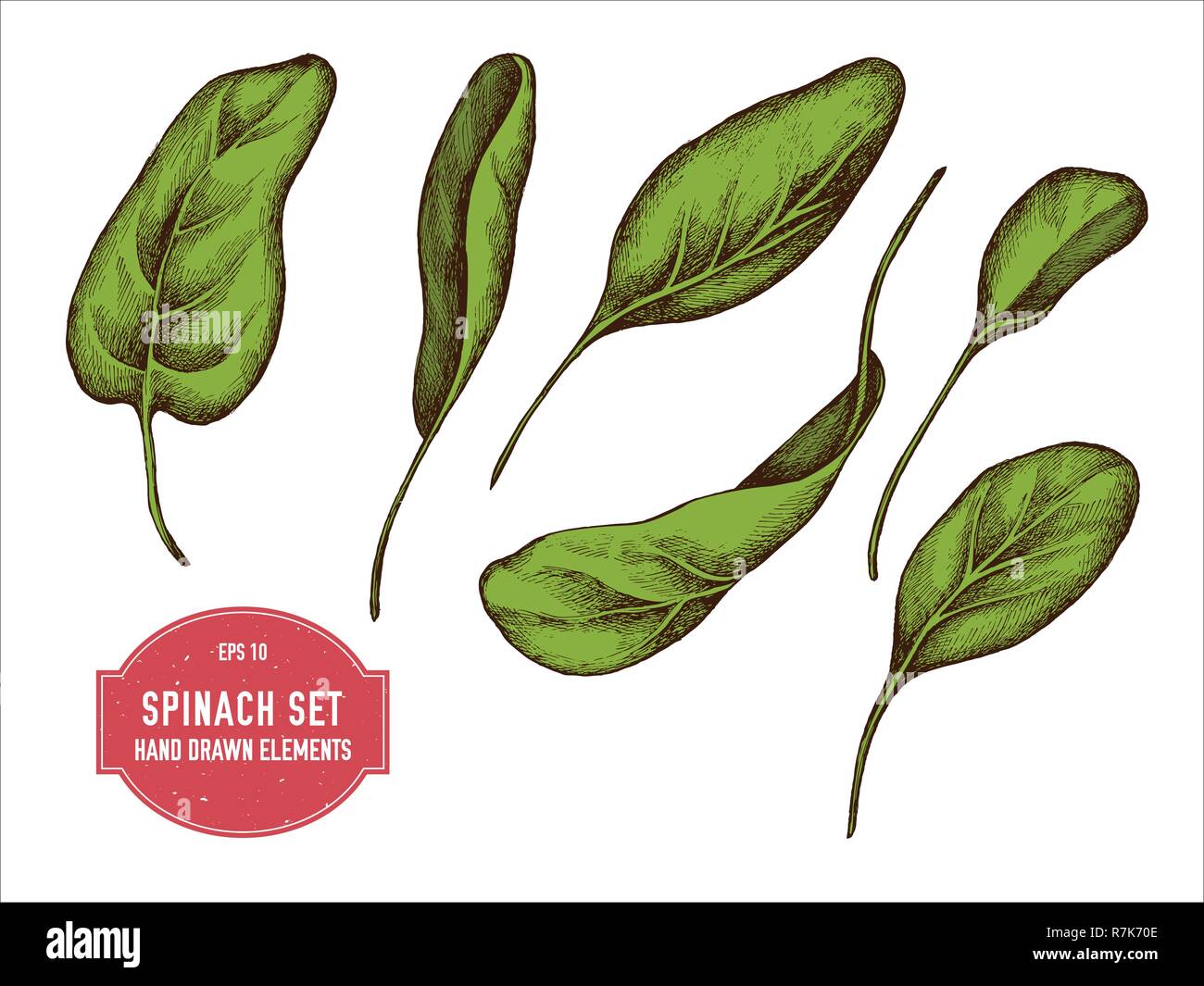 Vettore Collezione di disegnato a mano gli spinaci colorati Illustrazione Vettoriale