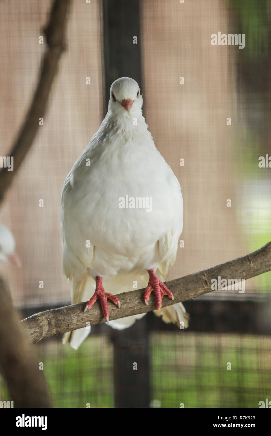 Fiocco di Pigeon è popolare razza di piccione di fantasia. Le code a ventaglio vengono spesso utilizzati dai piccioni volantini nella formazione dei piccioni viaggiatori e Tipplers. Essi sono utilizzati come Foto Stock