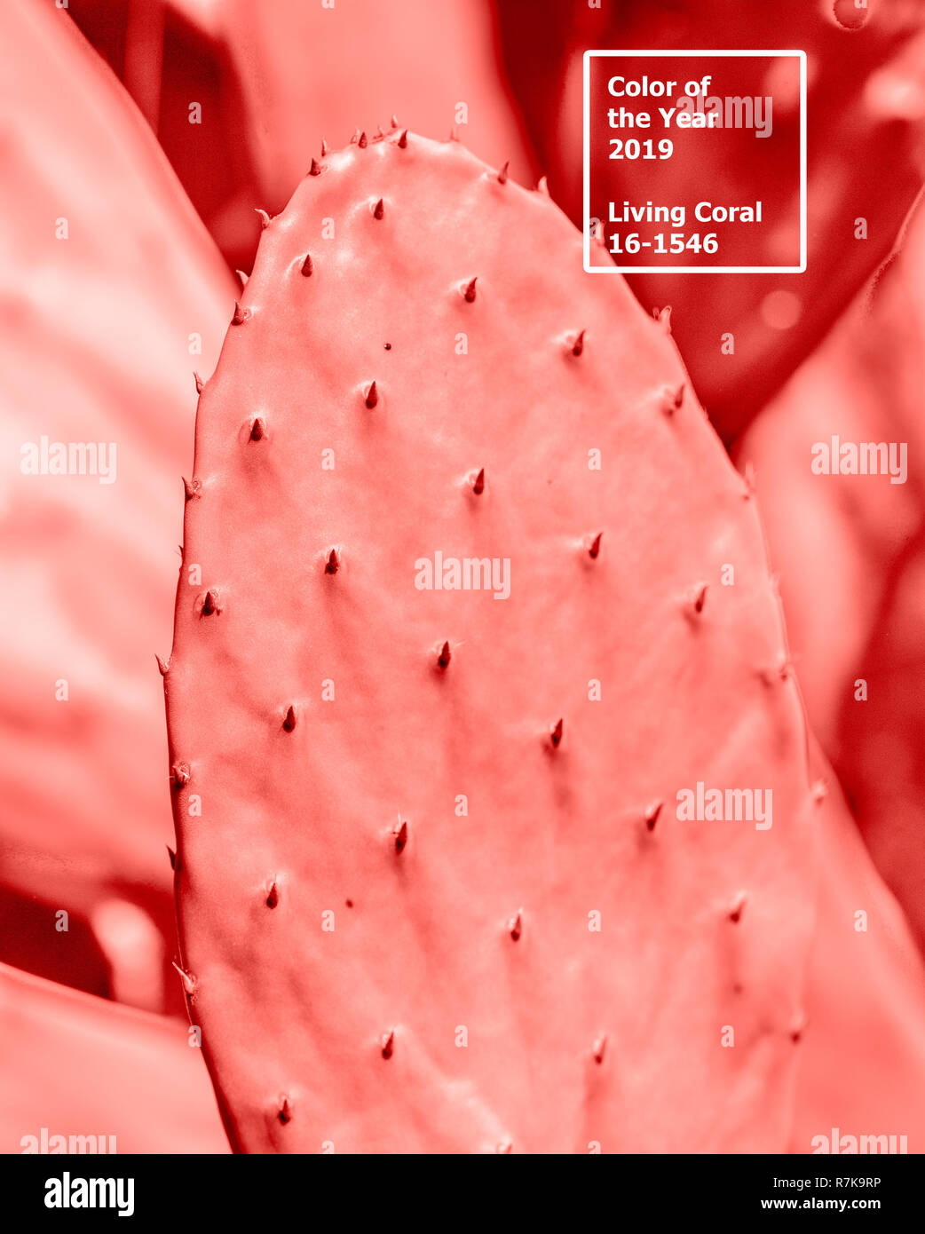 Coralli viventi 2019. sfondo con cactus. Coralli viventi. Il colore dell'anno 2019. Foto Stock