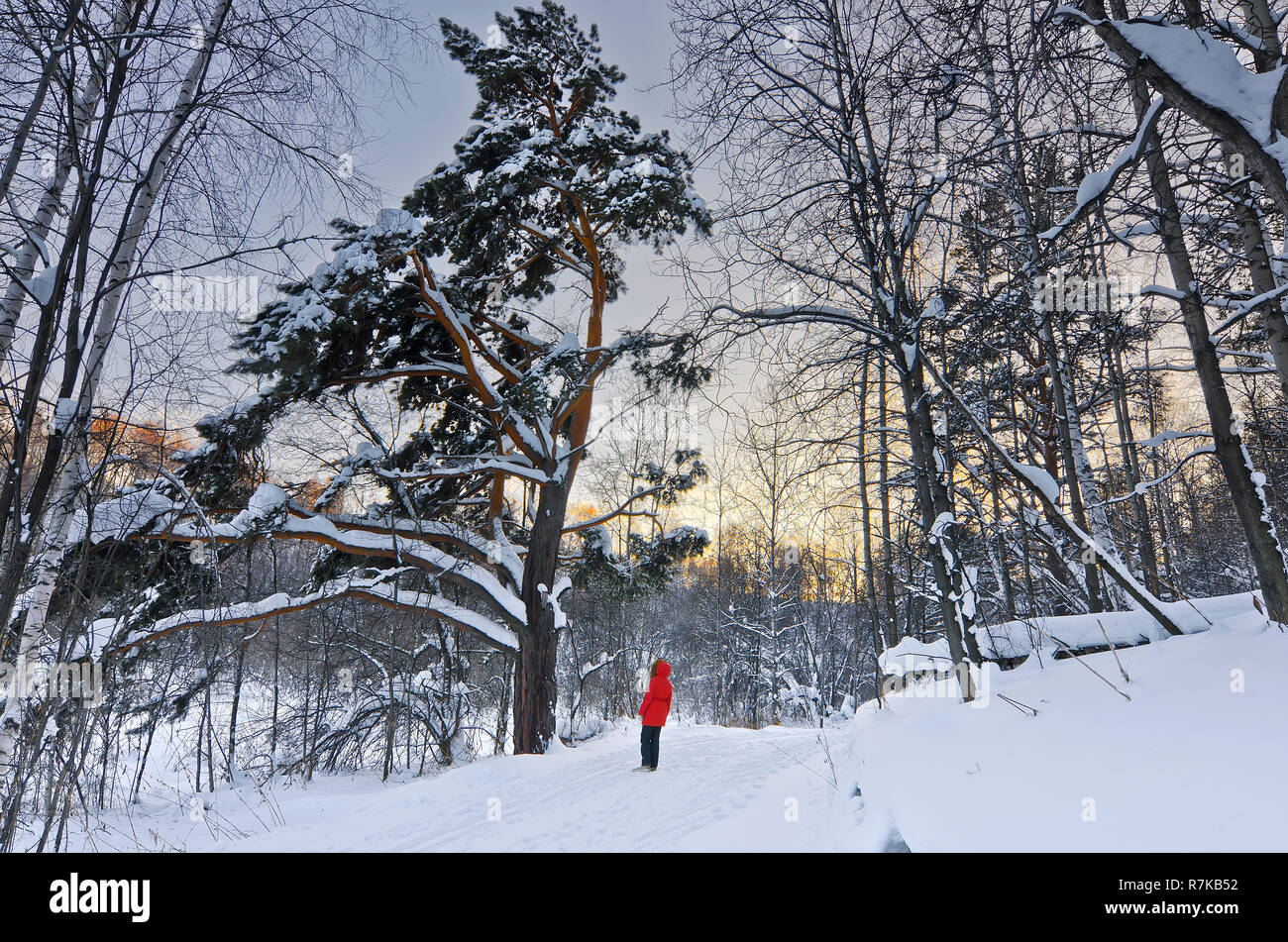 Teen ragazza in una camicia rossa si ammira un vecchio albero di pino con una coperta di neve succursale in una foresta invernale e GOLDEN SUNSET Foto Stock