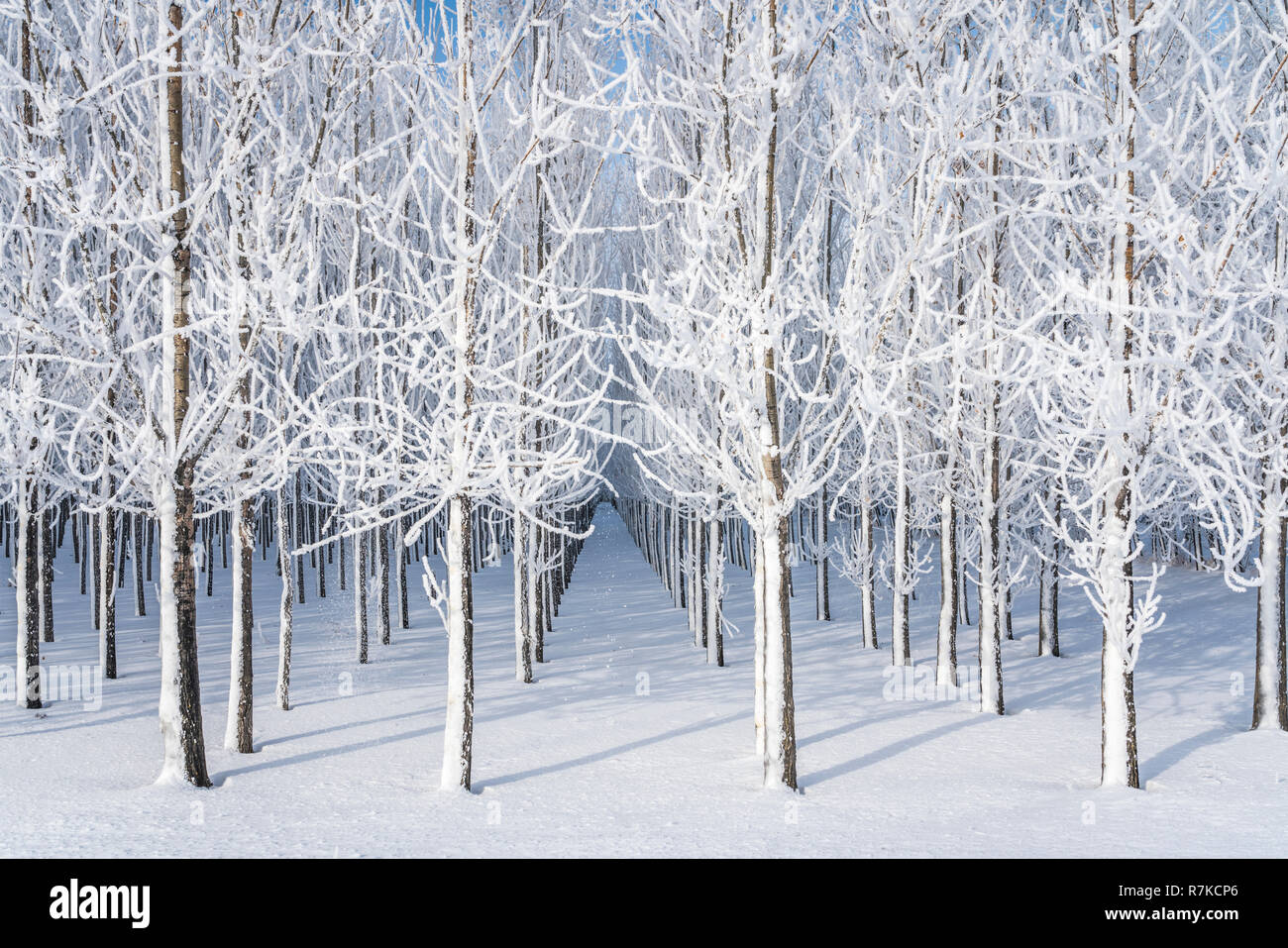 Inverno trasformata per forte gradiente la brina su alberi nei pressi di Winkler, Manitoba, Canada. Foto Stock