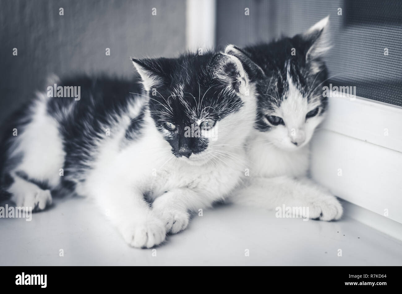 Due adorabili in bianco e nero piccolo gatto animali domestici giocando sulla finestra Foto Stock