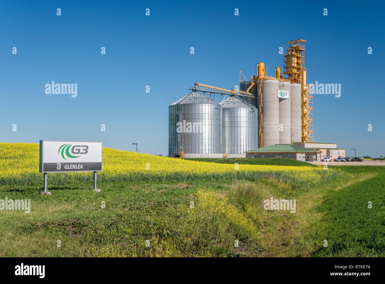 Un G3 Canada inland gestione cereali facility con un giallo fiore canola field vicino Glenlea, Manitoba, Canada. Foto Stock