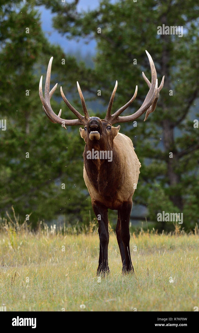 Un grande bull elk 'Cervus elaphus"; la profumazione per una femmina nella stagione ruting nel Parco Nazionale di Jasper Alberta Canada Foto Stock