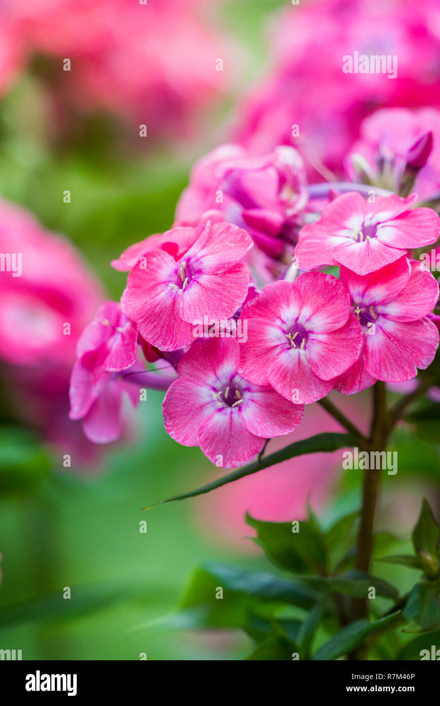 Close-up di splendida fioritura perenne phlox fiori d'estate. Foto Stock