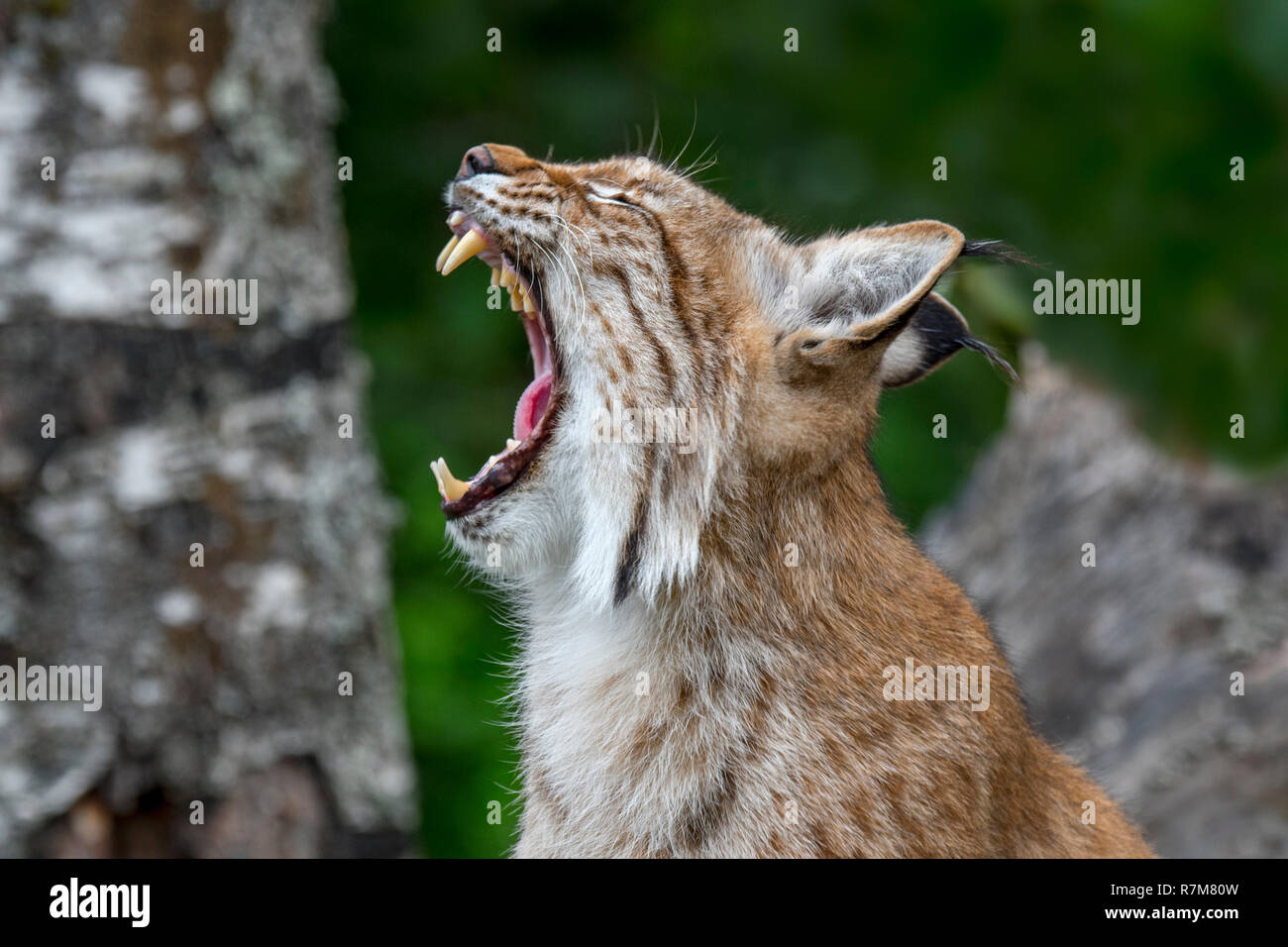 Close up ritratto di sbadigli eurasiatica (Lynx Lynx lynx) mostrando i denti e lunghi canini a bocca aperta Foto Stock