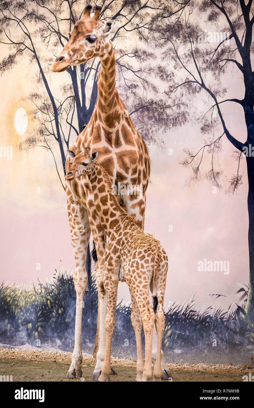 Francia, Sarthe, La Fleche, La Fleche Zoo, giraffon tra le gambe di anziani, lo stato dell'IUCN, rischio minimo, dipendono da misure di conservazione (LR-cd) Foto Stock