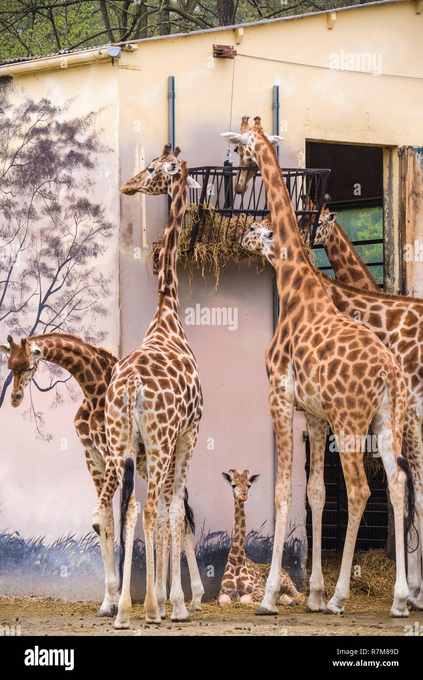 Francia, Sarthe, La Fleche, La Fleche Zoo, giraffon tra le gambe di anziani, lo stato dell'IUCN, rischio minimo, dipendono da misure di conservazione (LR-cd) Foto Stock