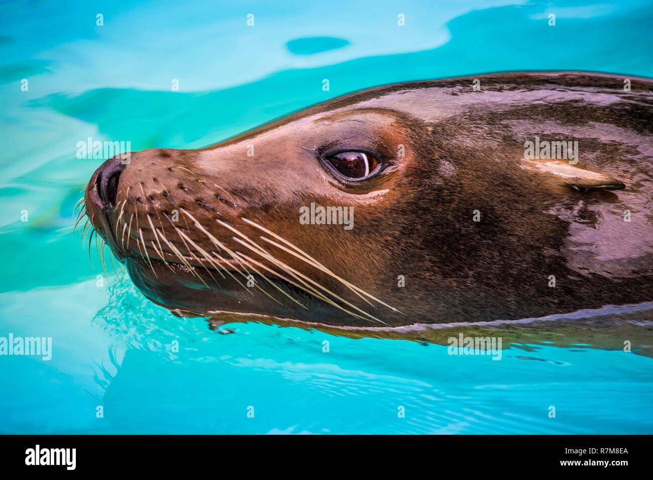 Francia, Sarthe, La Fleche, La Fleche Zoo, California Sea Lion (Zalophus californianus) nuotare nel suo stato poolotection, localmente specie protette, IUCN Status, almeno la preoccupazione (LR-lc) Foto Stock