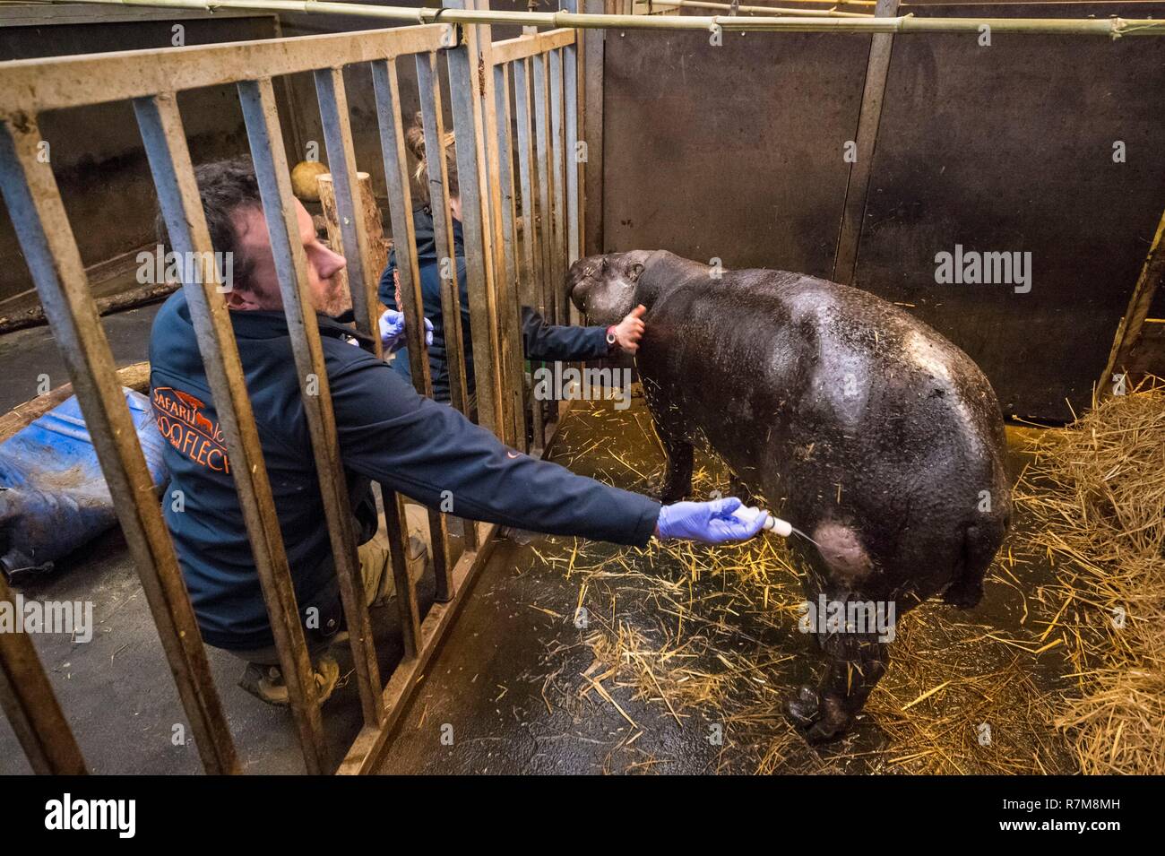 Francia, Sarthe, La Fleche, La Fleche Zoo, di tipo non intrusivo la cura di un ascesso in sinistra zampa posteriore, su un pigmeo Ippopotamo (Hexaprotodon liberiensis), un allevatore alimenta l'animale a distogliere la sua attenzione mentre il veterinario è il trattamento di esso Foto Stock
