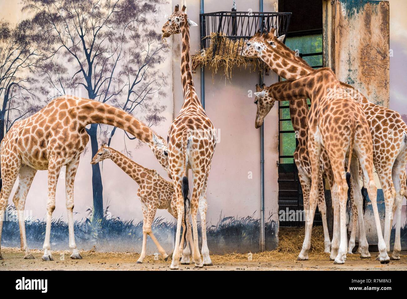 Francia, Sarthe, La Fleche, La Fleche Zoo, giraffon tra le gambe di anziani, lo stato dell'IUCN, rischio minimo, dipendono da misure di conservazione (LR-cd) Foto Stock