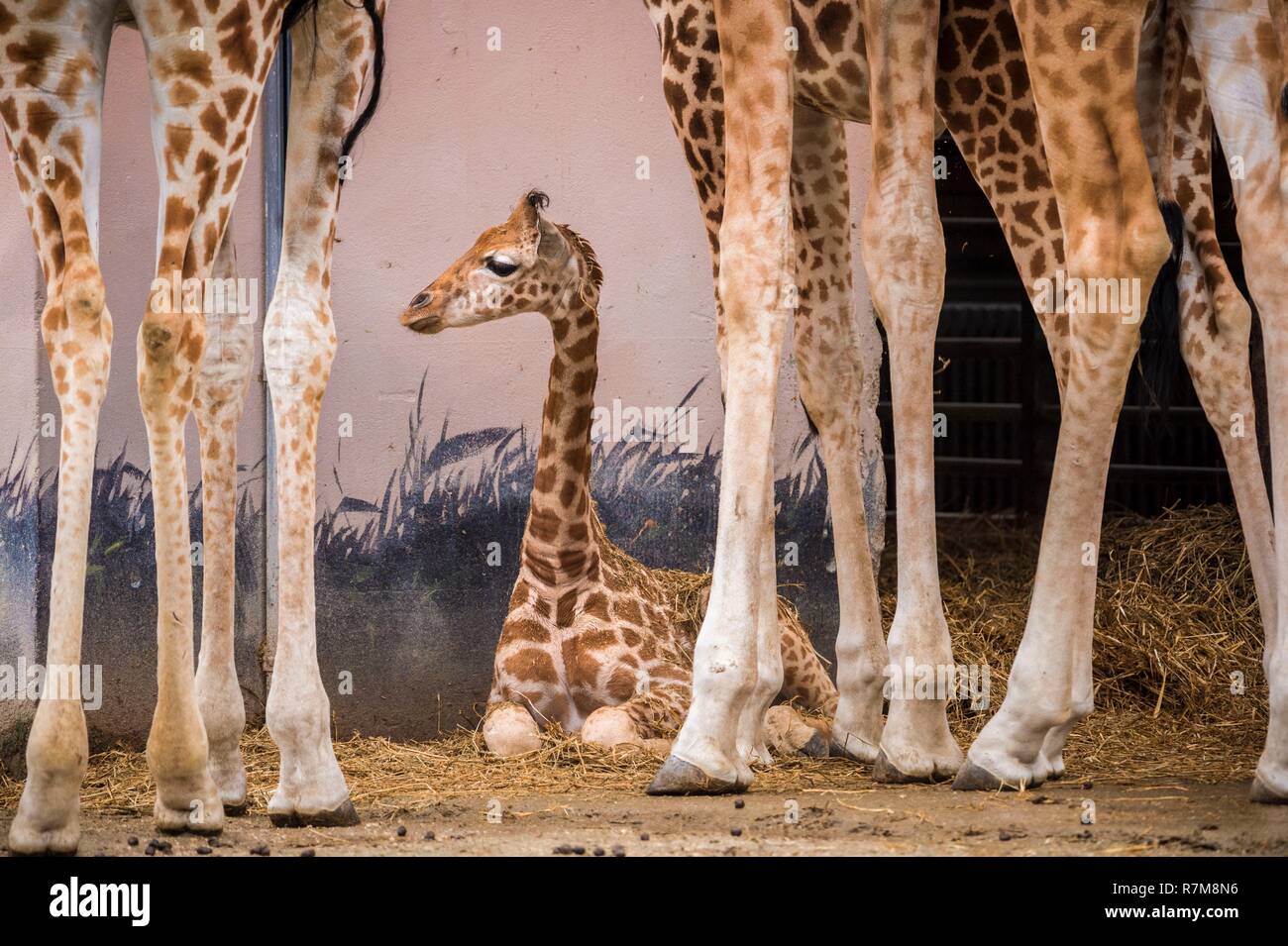 Francia, Sarthe, La Fleche, La Fleche Zoo, giraffon tra le gambe di anziani, lo stato dell'IUCN, rischio minimo, dipendono da misure di conservazione (LR-cd) Foto Stock