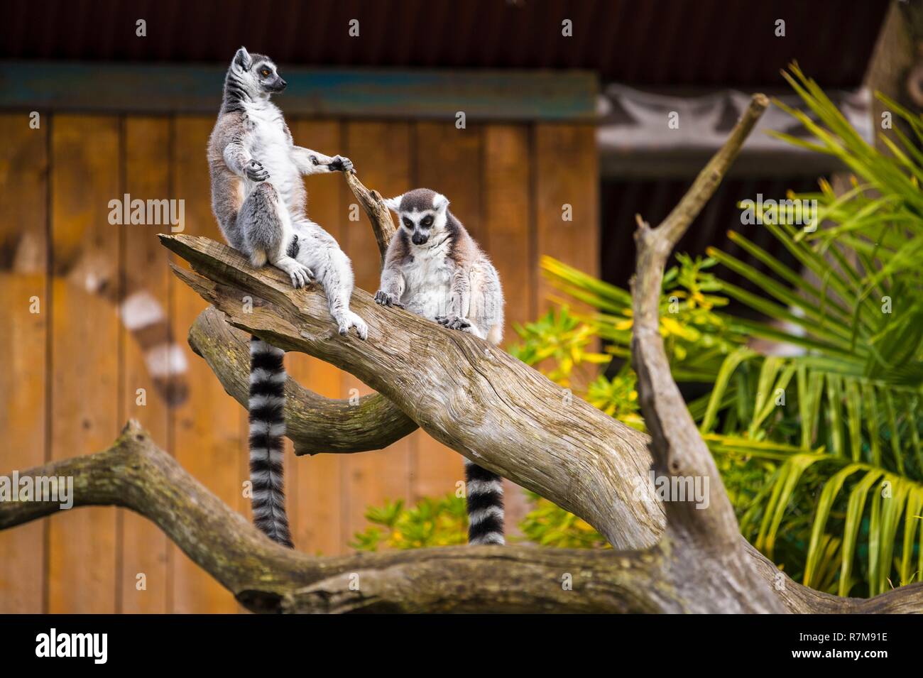 Francia, Sarthe, La Fleche, La Fleche Zoo, insoliti alloggi in famiglia a Tana Lodge per un incontro intimo con il maki catta (Lemur catta) o Maki mococo o anello-tailed maki o anello-tailed lemurotection Stato, Washington Convention appendice IA (CITES), stato dell'IUCN, vulnerabile (VU) Foto Stock