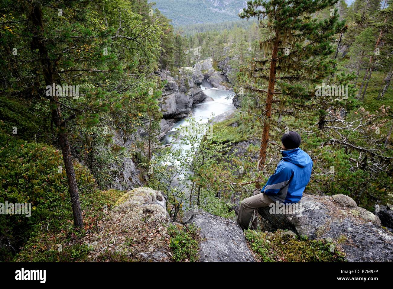 Norvegia, More og Romsdal, Rauma, l uomo nella foresta al di sopra di un fiume Foto Stock