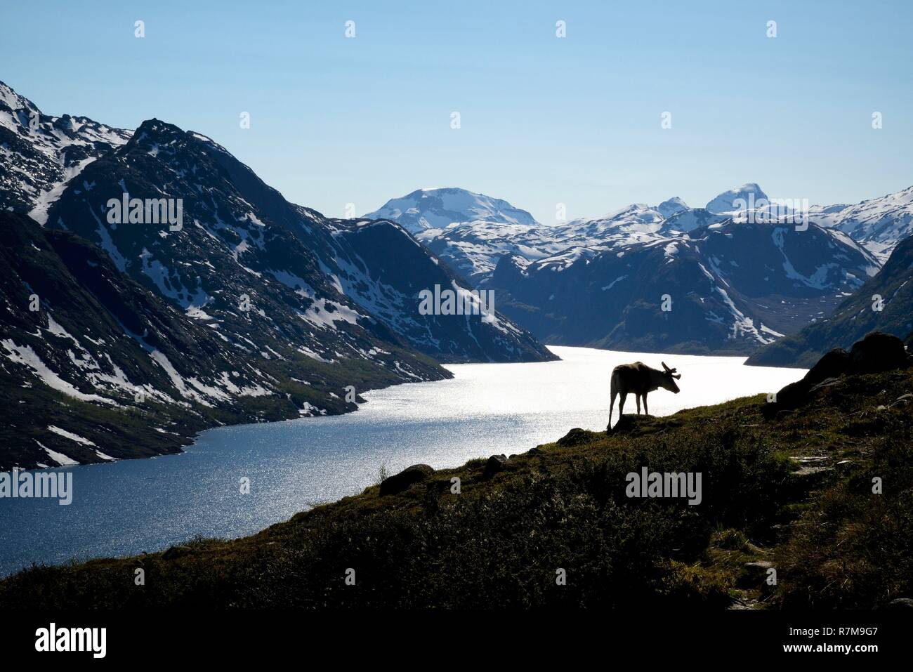 Norvegia, Oppland, vaga, parco nazionale di Jotunheimen, cresta Besseggen, renne in fromt del Lago Gjende Foto Stock