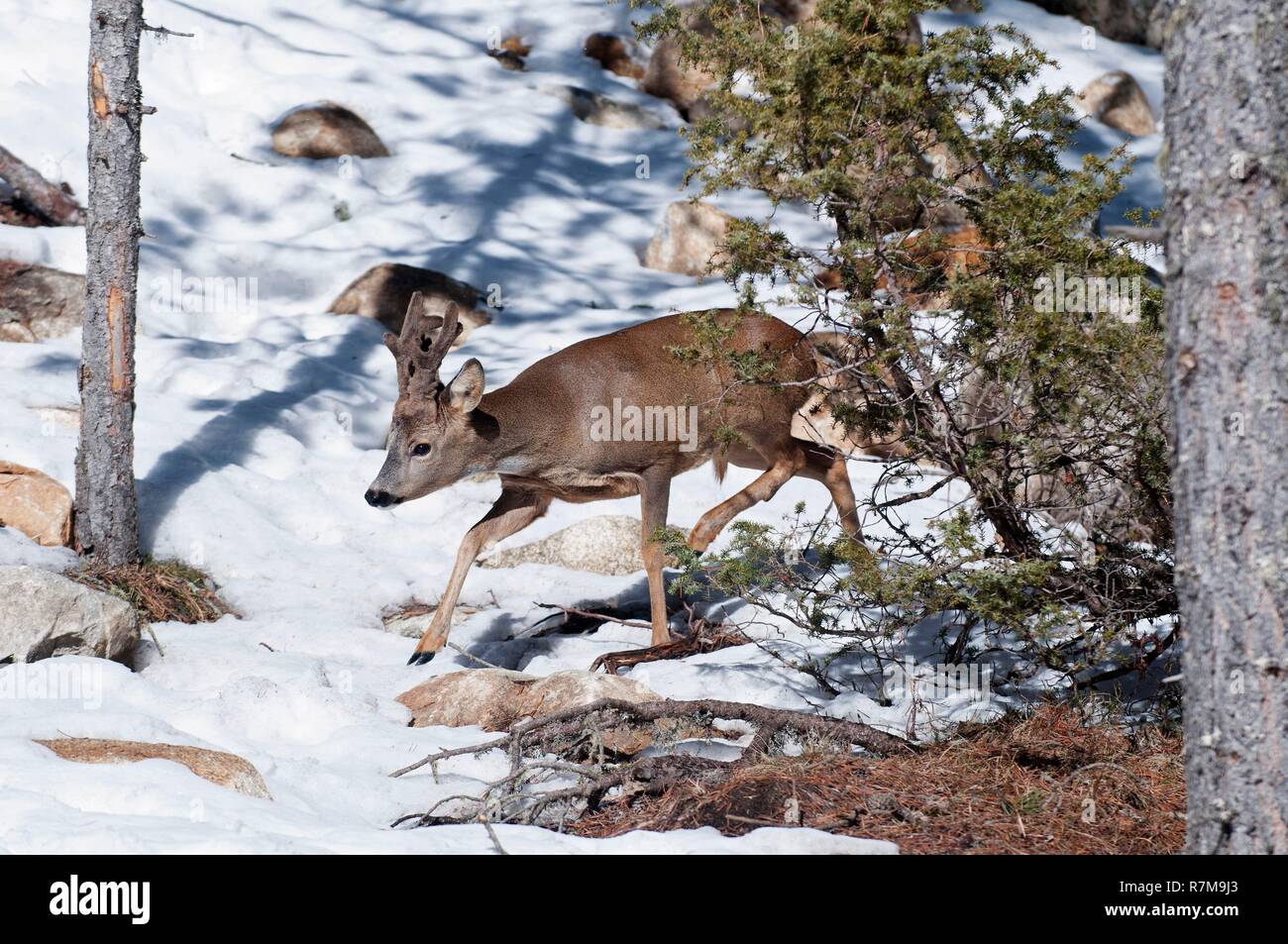 Capriolo in inverno (Capreolus capreolus), in velluto, Francia Foto Stock