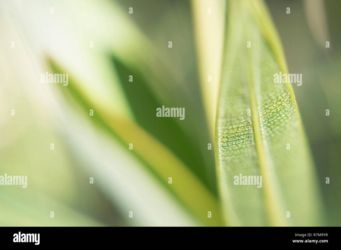 Verde lunga colata sottile trama di foglie in striature macroshooting Foto Stock