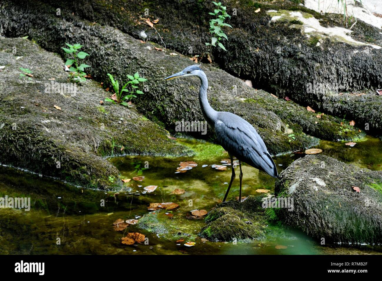 Francia, Doubs, airone cinerino (Ardea cinerea) caccia sulle rive di un ruscello in acqua bassa Foto Stock