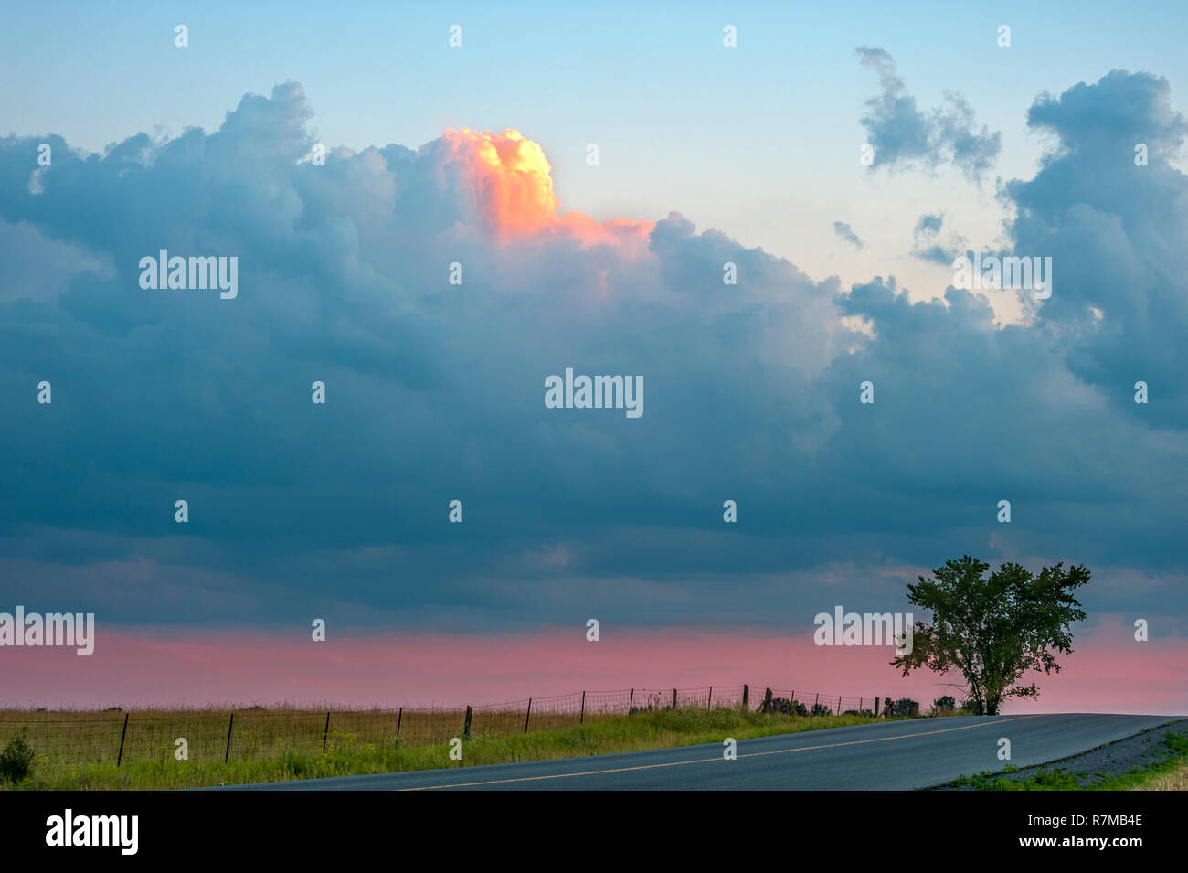 Lone Tree nella luce del sole di impostazione Foto Stock