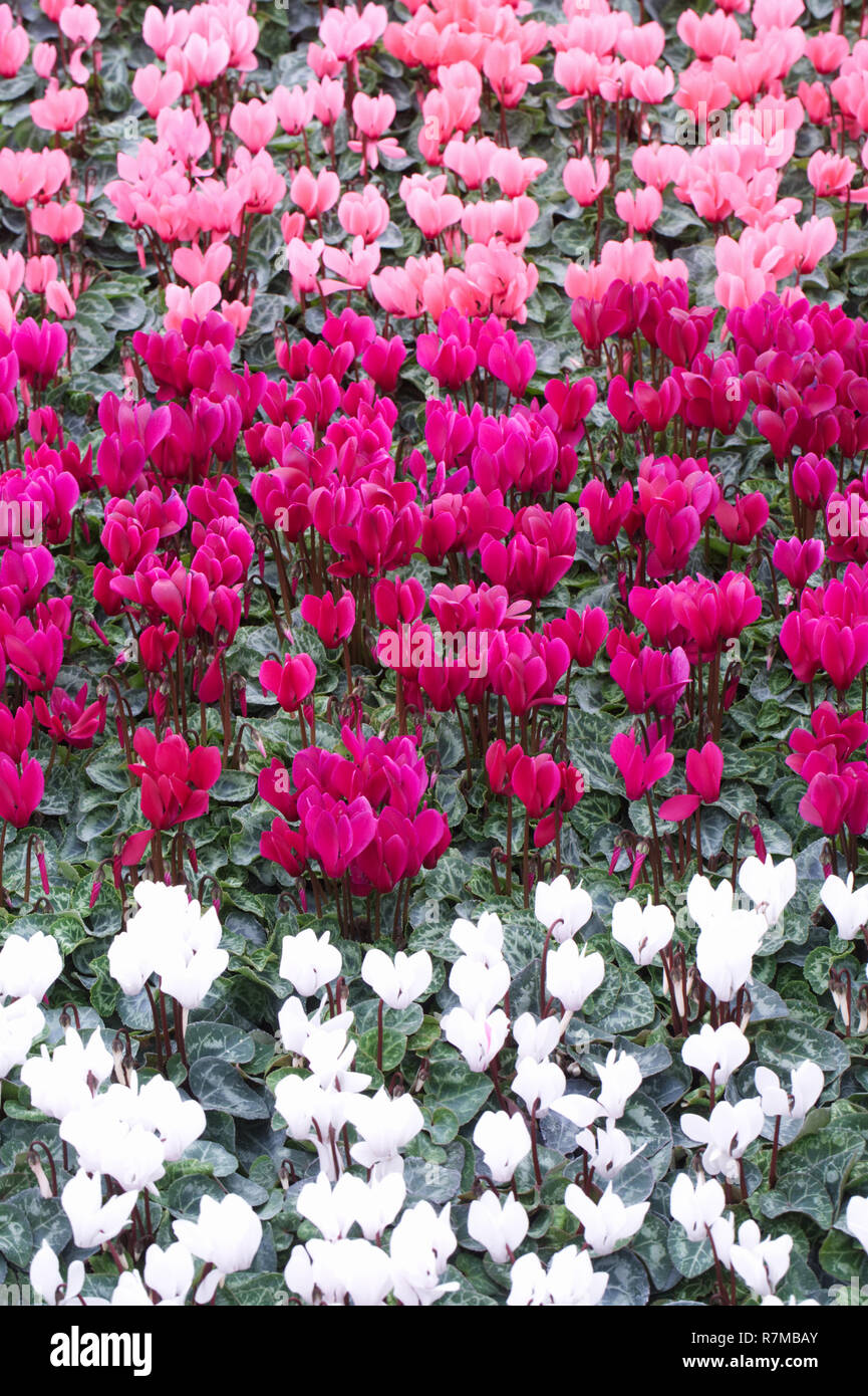 Ciclamino coum. Hardy ciclamino in vendita a Malvern autunno flower show. Foto Stock