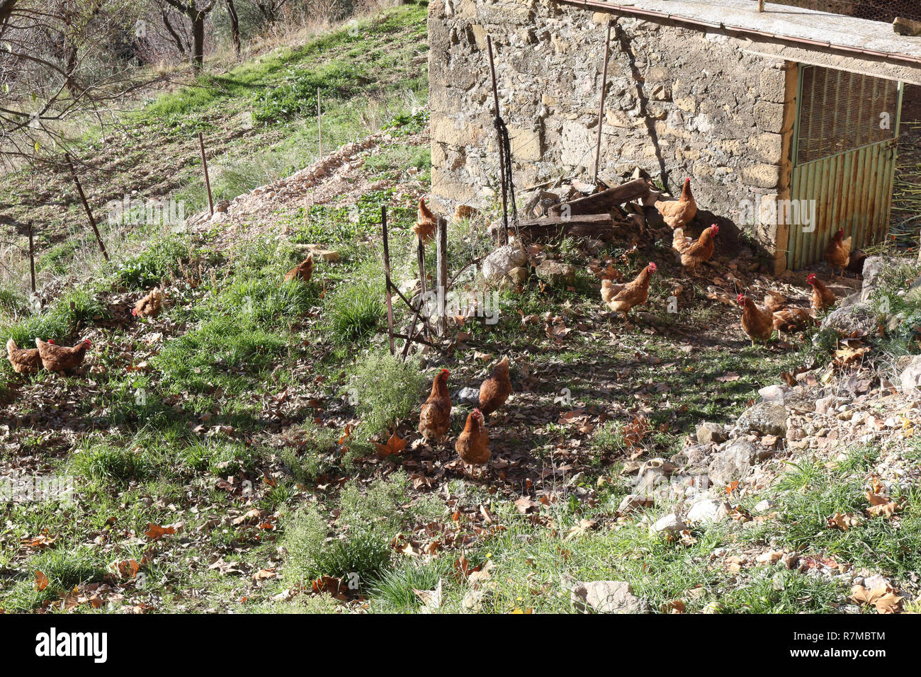 Un posatoio con alcune galline e polli razzolare libera su un pavimento di erba accanto a un edificio in pietra durante una soleggiata giornata invernale in Riglos, Aragona, Spagna Foto Stock