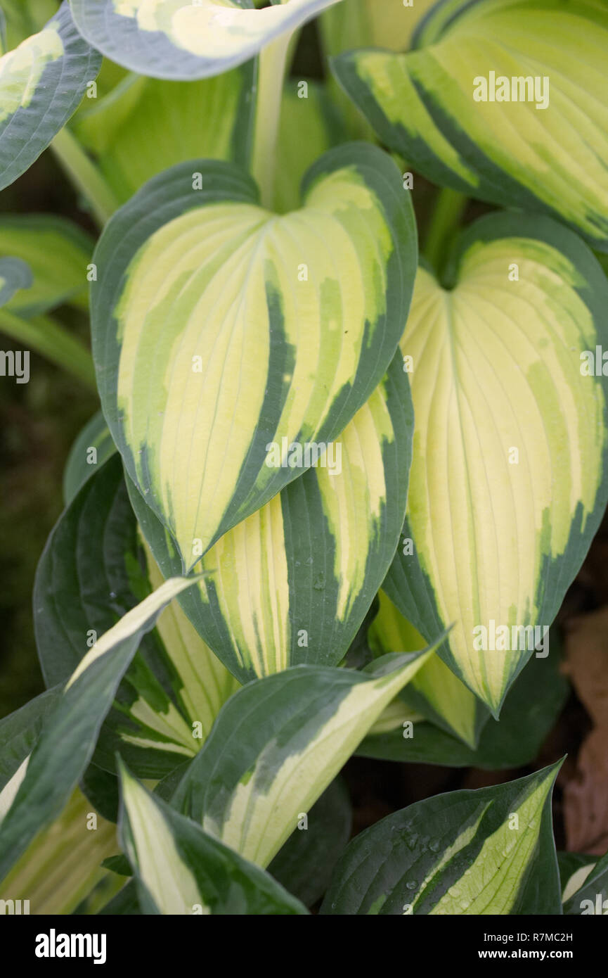 Hosta " Marmellata di Arance' foglie. Foto Stock