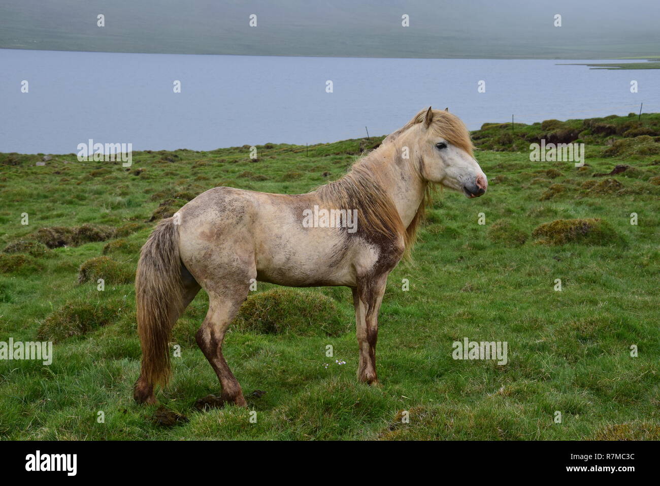 Bianco stallone islandese con macchie di sporco e fango. Paesaggio islandese con il maltempo in background. Foto Stock