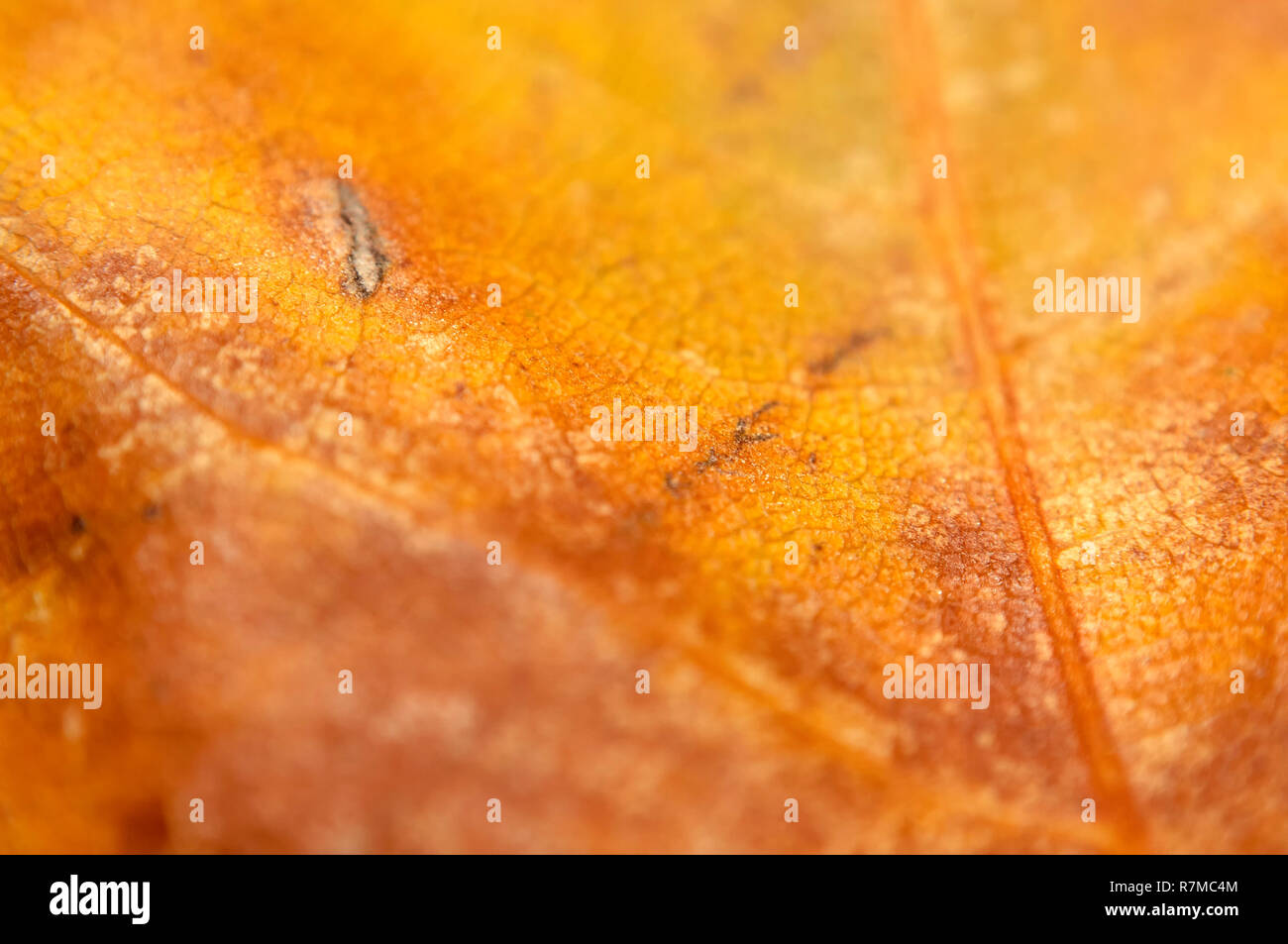 Extreme macro shot con soft focus di un caduto marrone-giallo acero foglia. Foto Stock